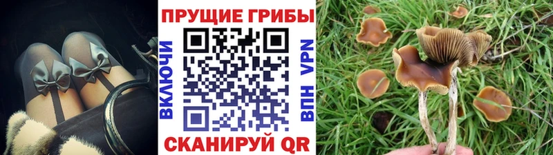 Купить  Шебекино  Псилоцибиновые грибы Psilocybe 